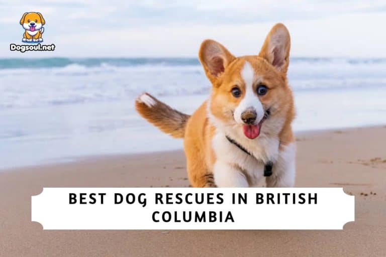 Best Dog Rescues in British Columbia (2024) Top 8 Picks