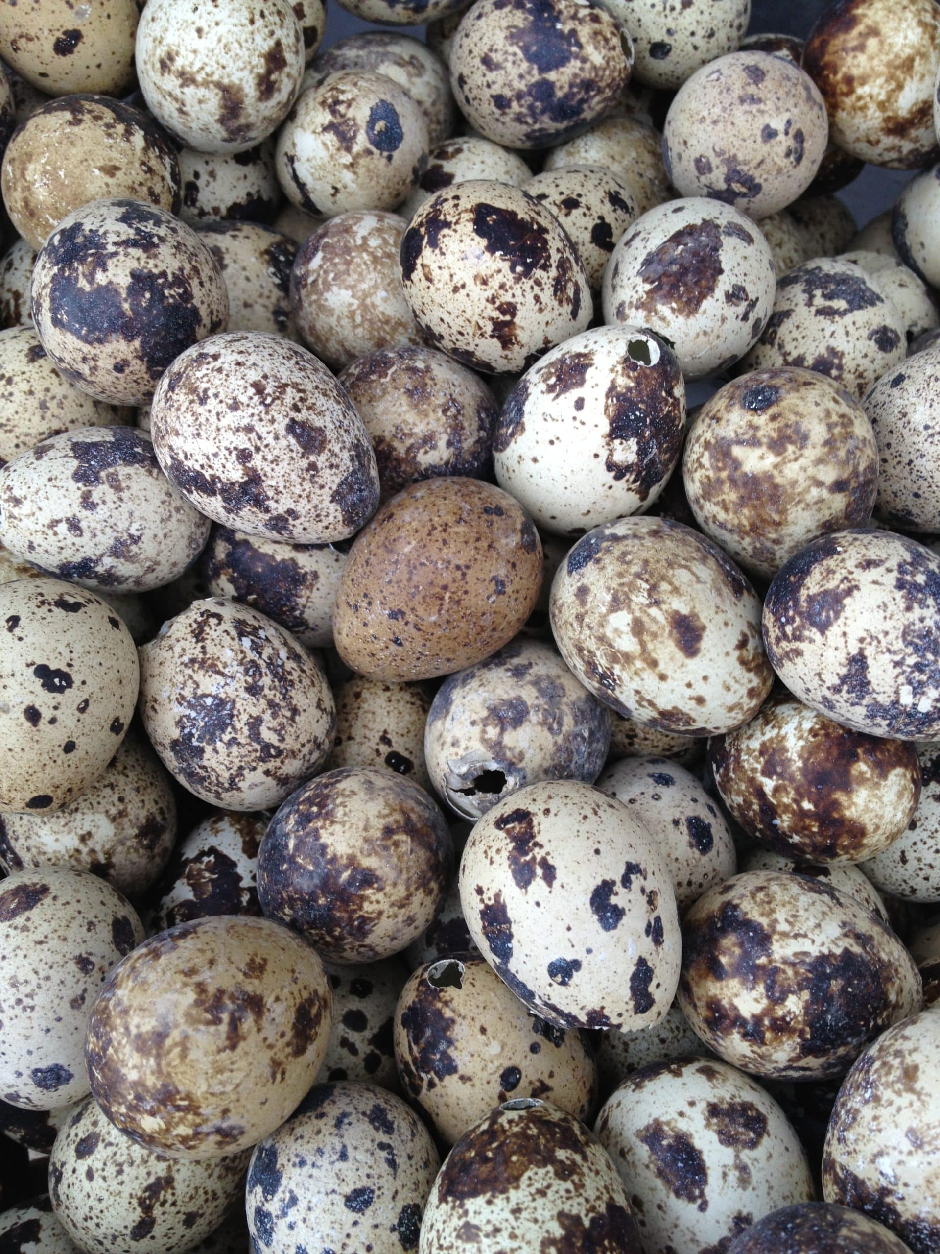 Can Dogs Eat Quail Eggs? Learn the facts