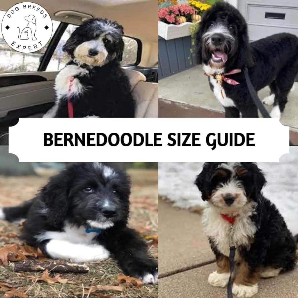 Bernedoodle Full Grown
