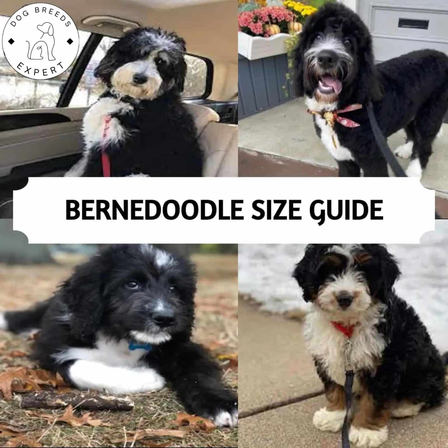 Bernedoodle Size How Big Do Bernedoodles Get When They're Fully Grown?
