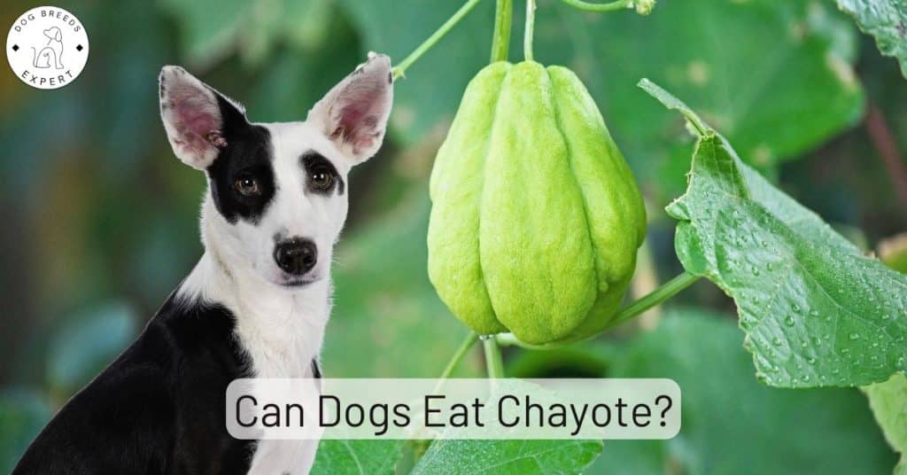Can Dogs Eat Chayote
