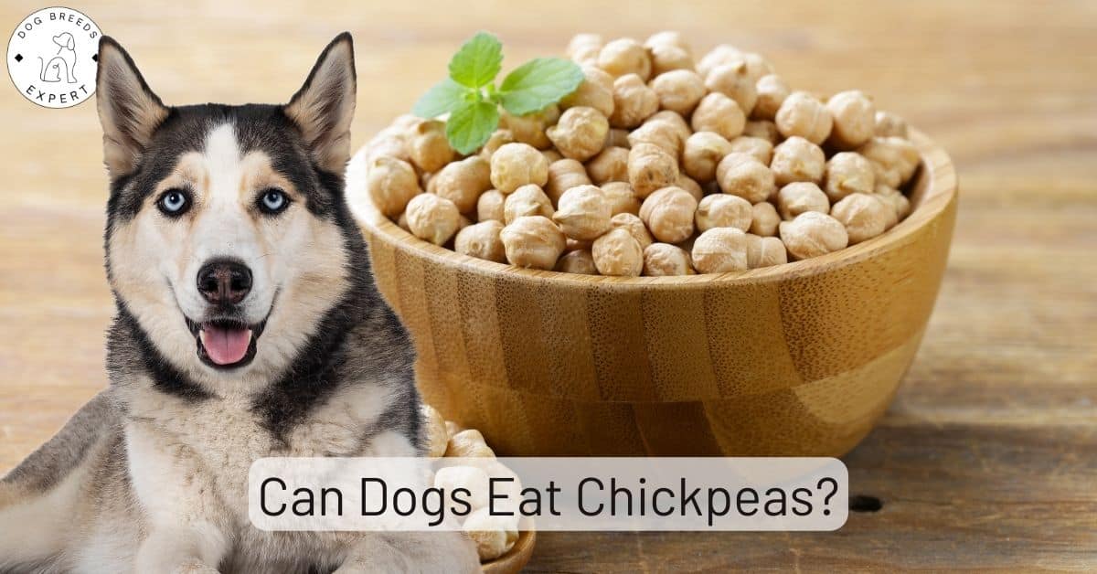 Can Dogs Eat Chickpeas? Are They Bad for Dogs?