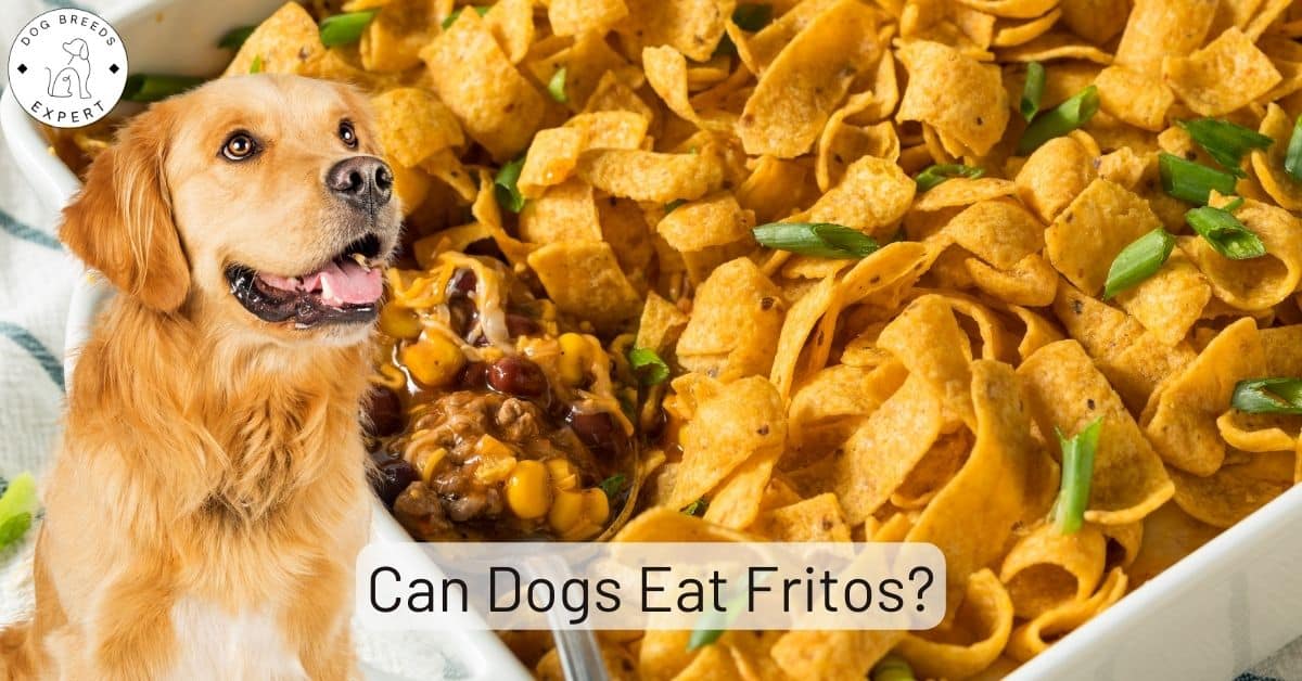 Can Dogs Eat Fritos? No, They Really Shouldn't
