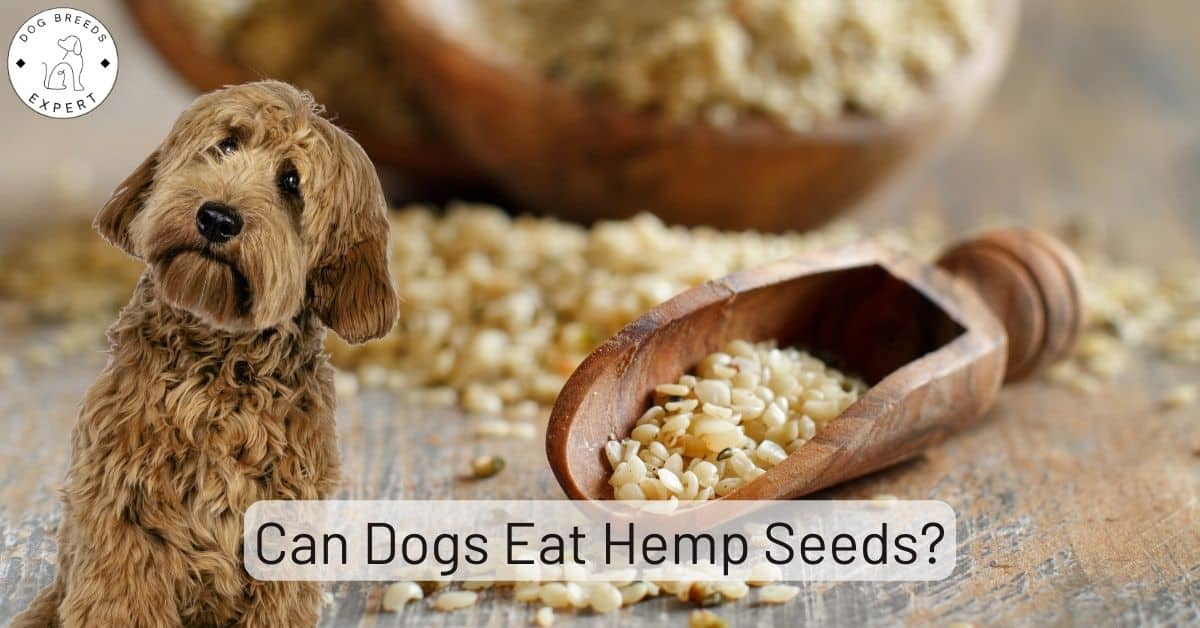 Can Dogs Eat Hemp Seeds? Is it Good for Them?