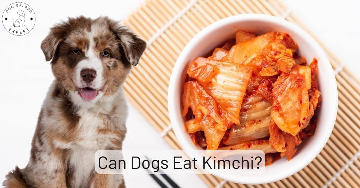 Can Rottweilers Eat Garlic