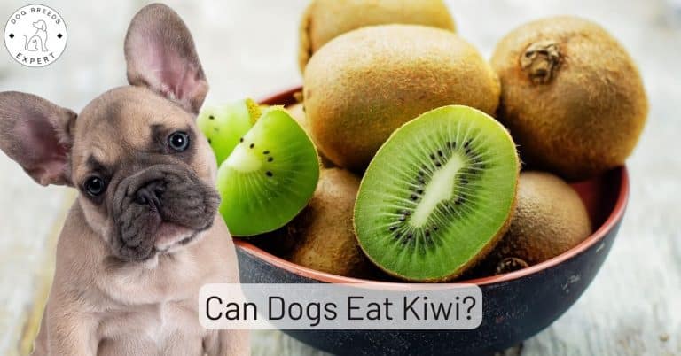 What Happens If Your Dog Eats Kiwi? The One Mistake That Could Shock You