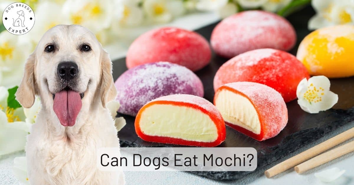 Can Dogs Eat Mochi? Read On