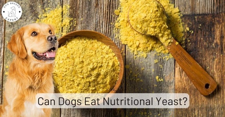 Can Dogs Eat Nutritional Yeast?