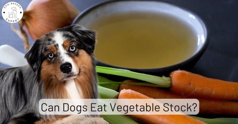 Can Dogs Eat Soursop?