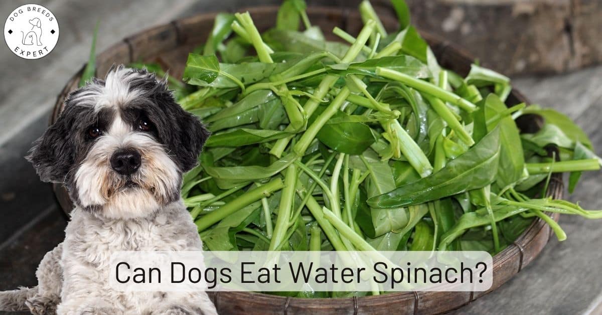 Is Spinach Bad For Dogs With Kidney Disease At Melinda Morris Blog