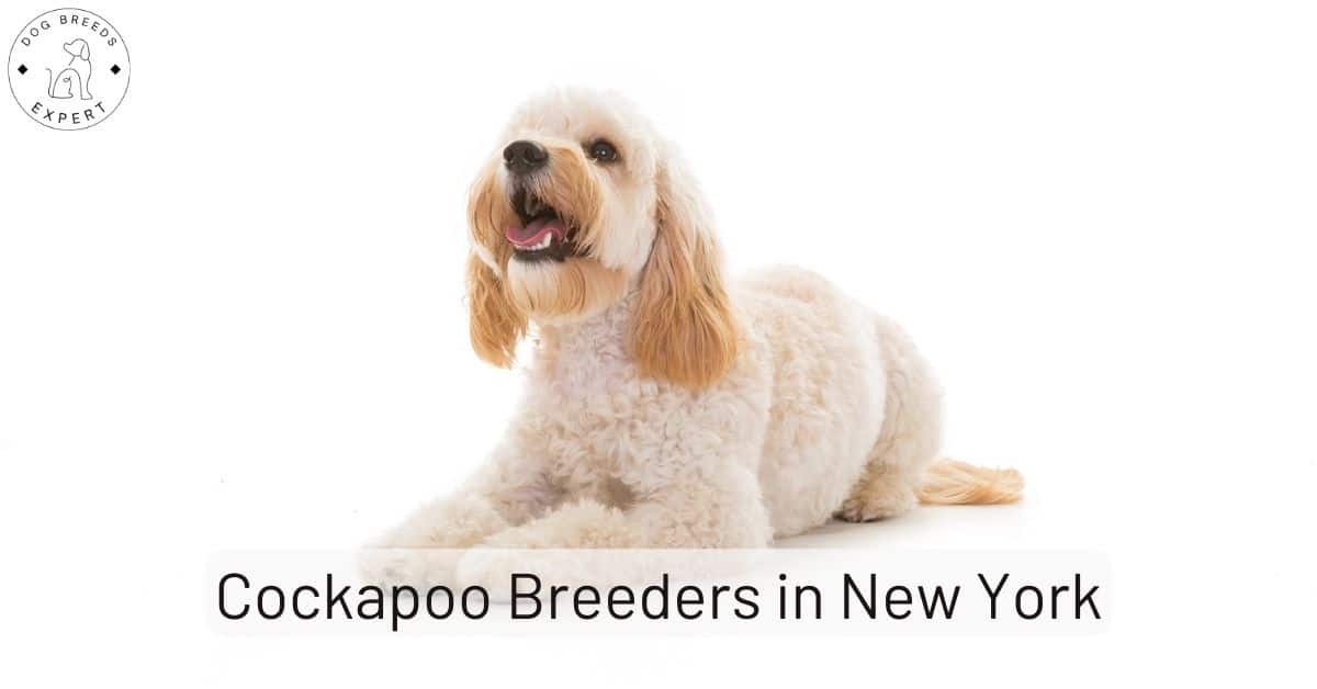 Cockapoo Breeders in New York [2024] List of 5 Local Breeders