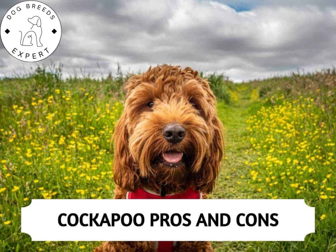 What Age Do Cockapoos Calm Down