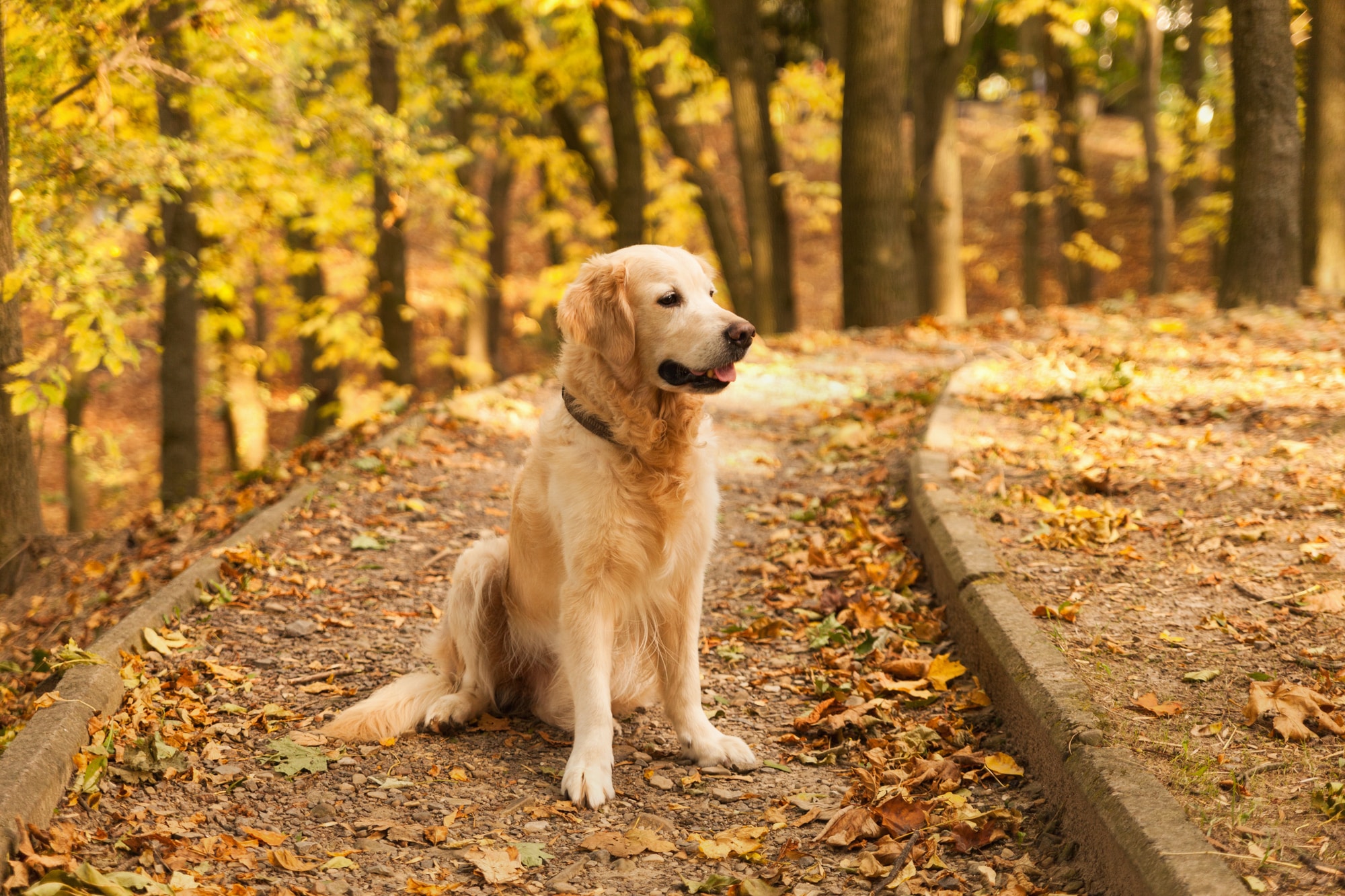 Golden Retriever Breeders in Ottawa [2024] List of 5 Local Breeders