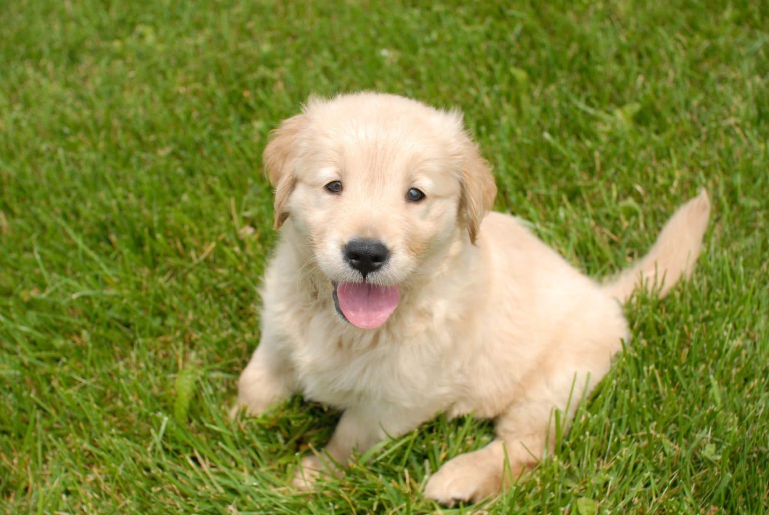 Golden Retriever Breeders in Sydney [2025] List of 5 Local Breeders