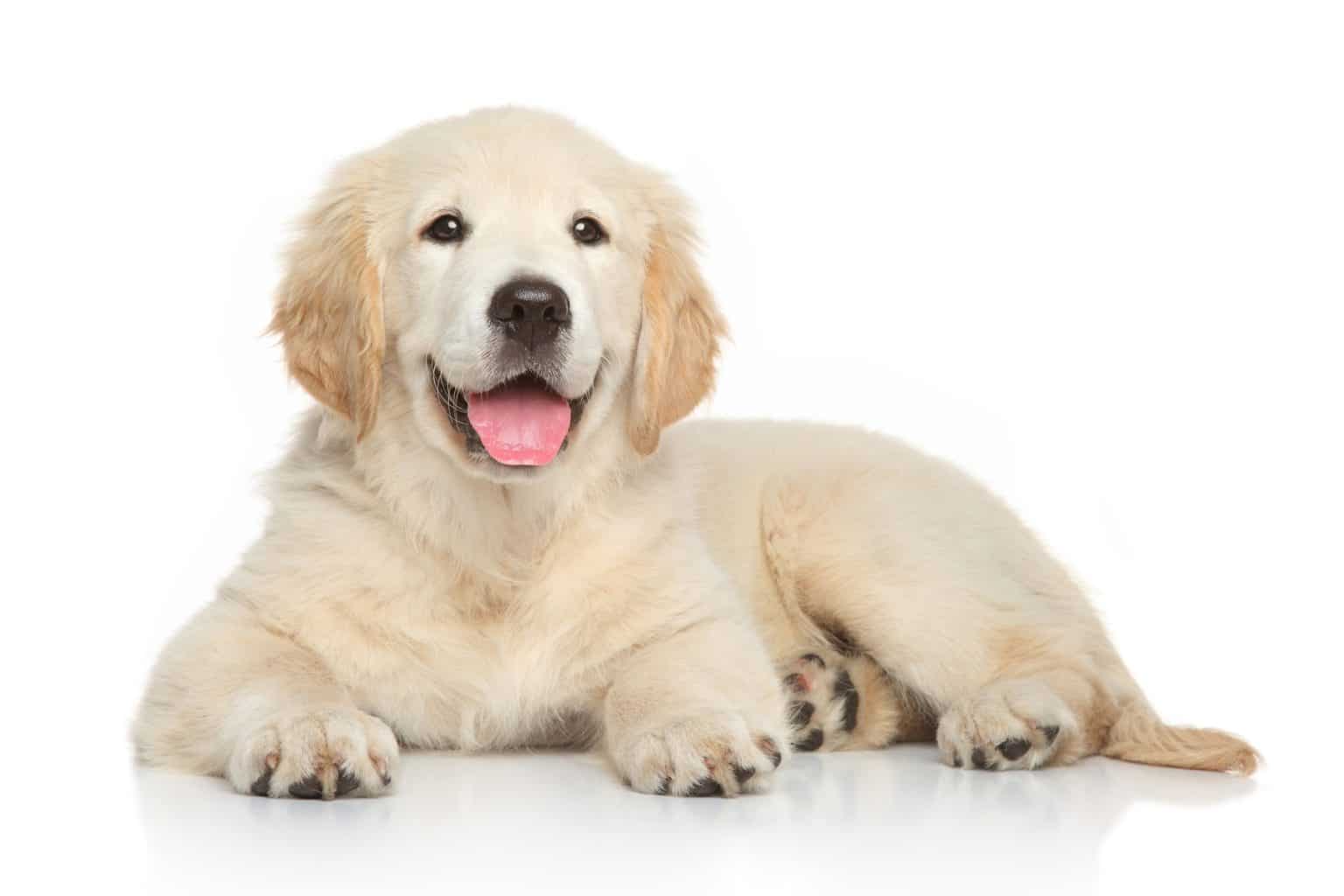 Golden Retriever Breeders in Wisconsin [2024] List of 8 Local Breeders