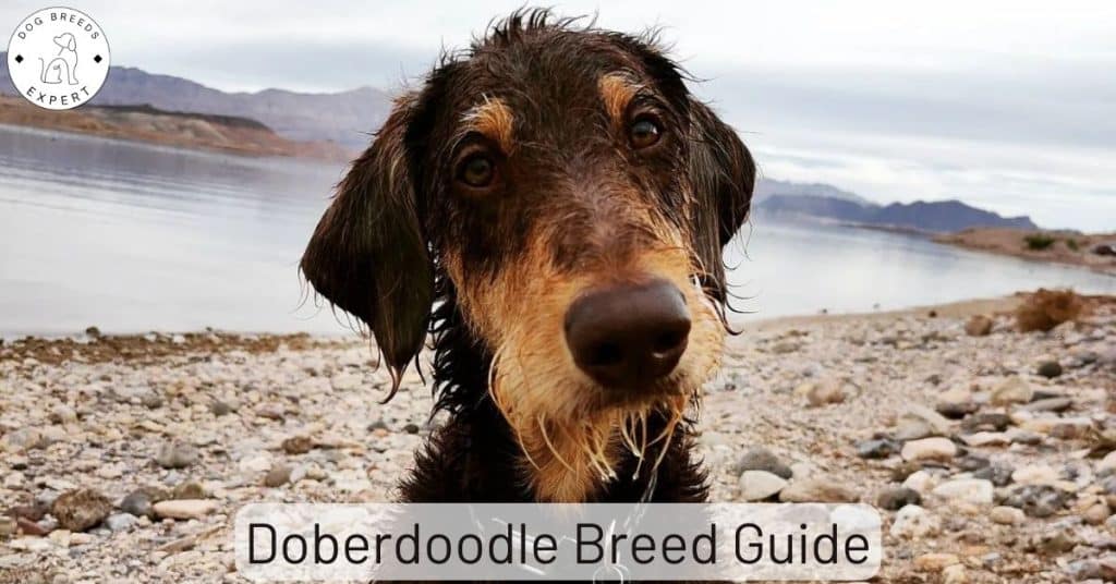 Doberdoodle Breed Guide