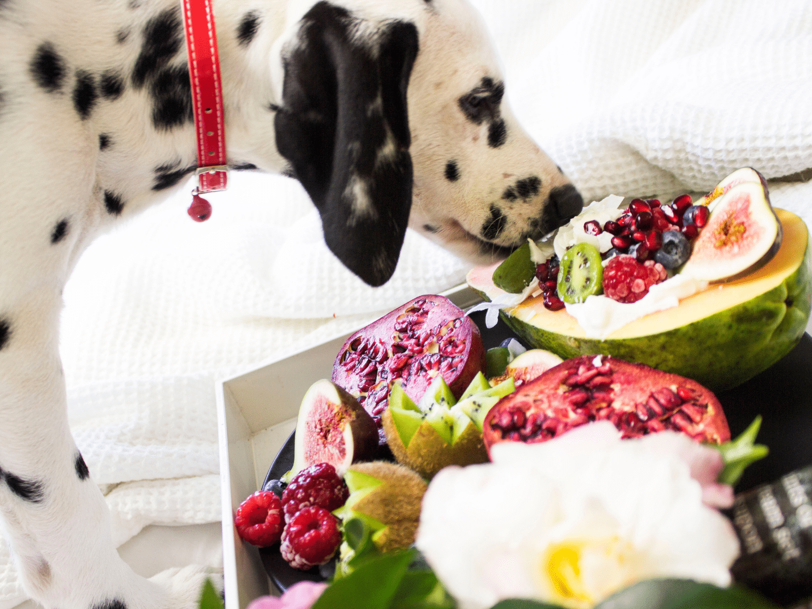 Curated visual reference: Can Dogs Eat Kiwi Safely Reference: Can Dogs Eat Kiwi What About Other Fruits