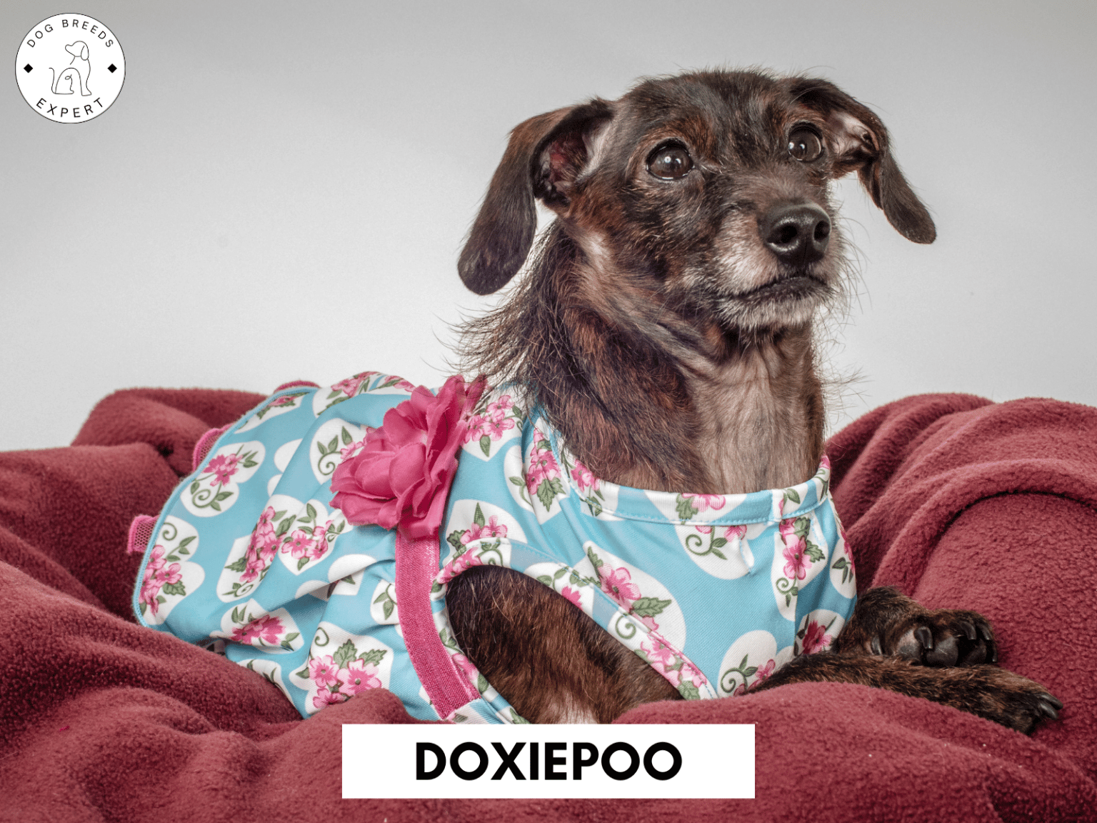 Poodle Mixes - List of the 63 Most Popular Poodle Cross Breeds [2025]