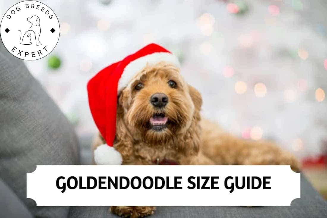 Goldendoodle Size How Big Do Full Grown Goldendoodles Get?