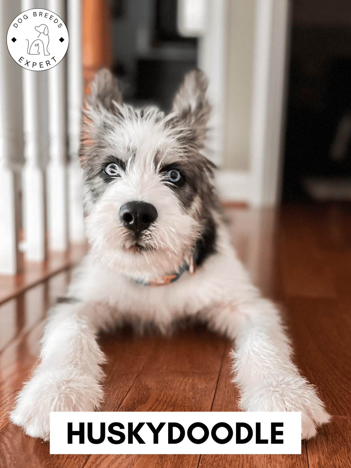 Poodle Mixes - List of the 63 Most Popular Poodle Cross Breeds [2025]
