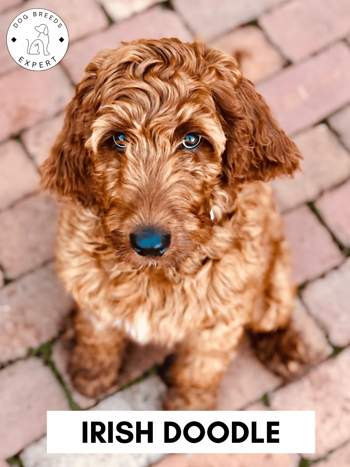 Poodle Mixes - List of the 63 Most Popular Poodle Cross Breeds [2025]