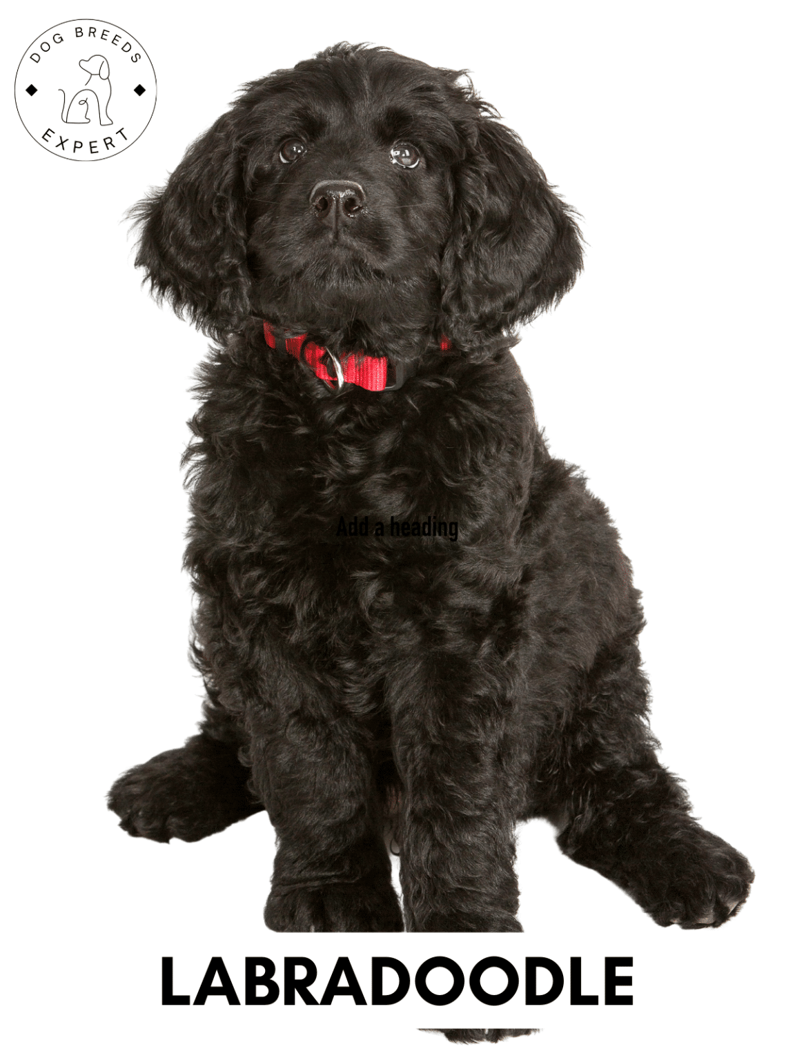 Poodle Mixes List of the 63 Most Popular Poodle Cross Breeds [2024]
