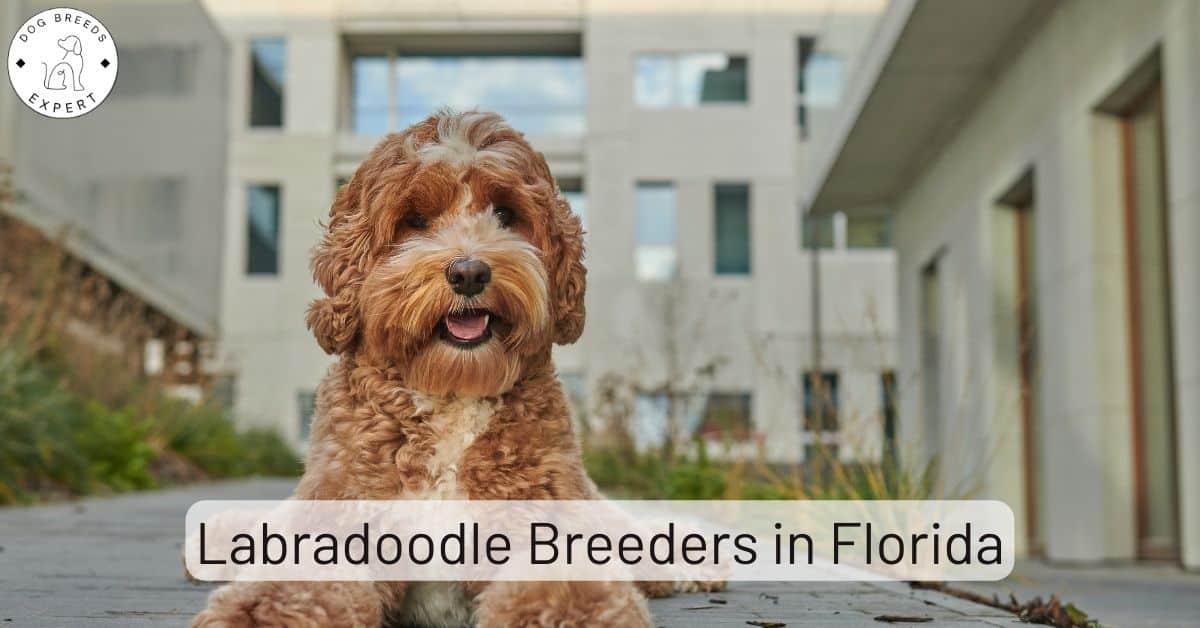 Labradoodle Breeders in Florida [2024] List of 7 Local Breeders