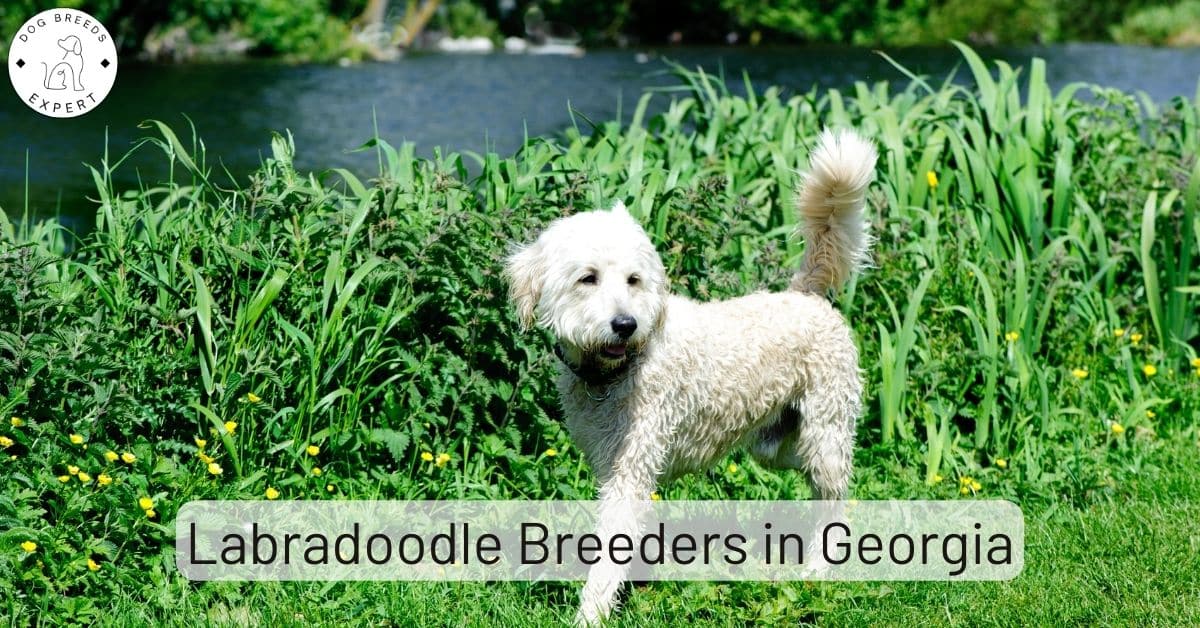 Labradoodle Breeders in [2024] List of 6 Local Breeders