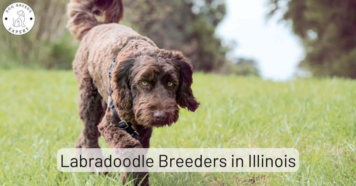 Labradoodle Breeders in Illinois [2024] List of 5 Local Breeders