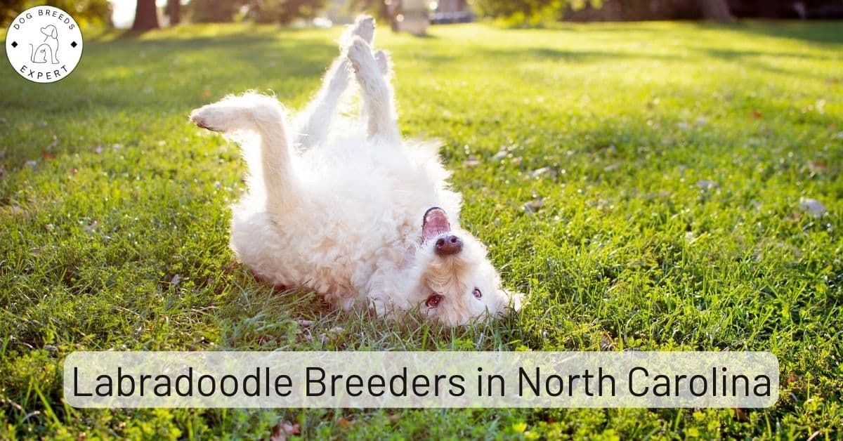 Labradoodle Breeders in North Carolina [2024] List of 5 Local Breeders