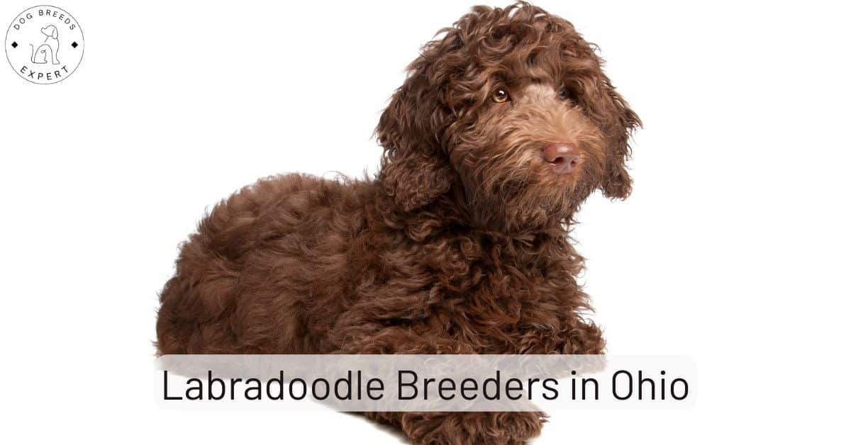 Labradoodle Breeders in Ohio [2024] List of 6 Local Breeders