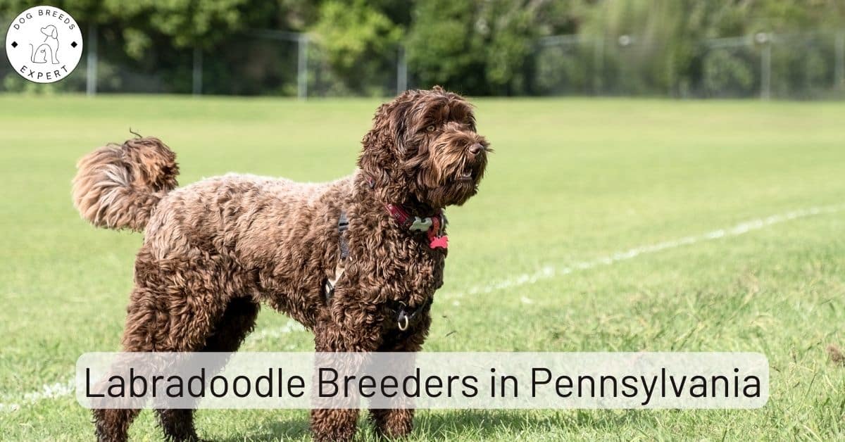 Labradoodle Breeders in Pennsylvania [2024] List of 5 Local Breeders