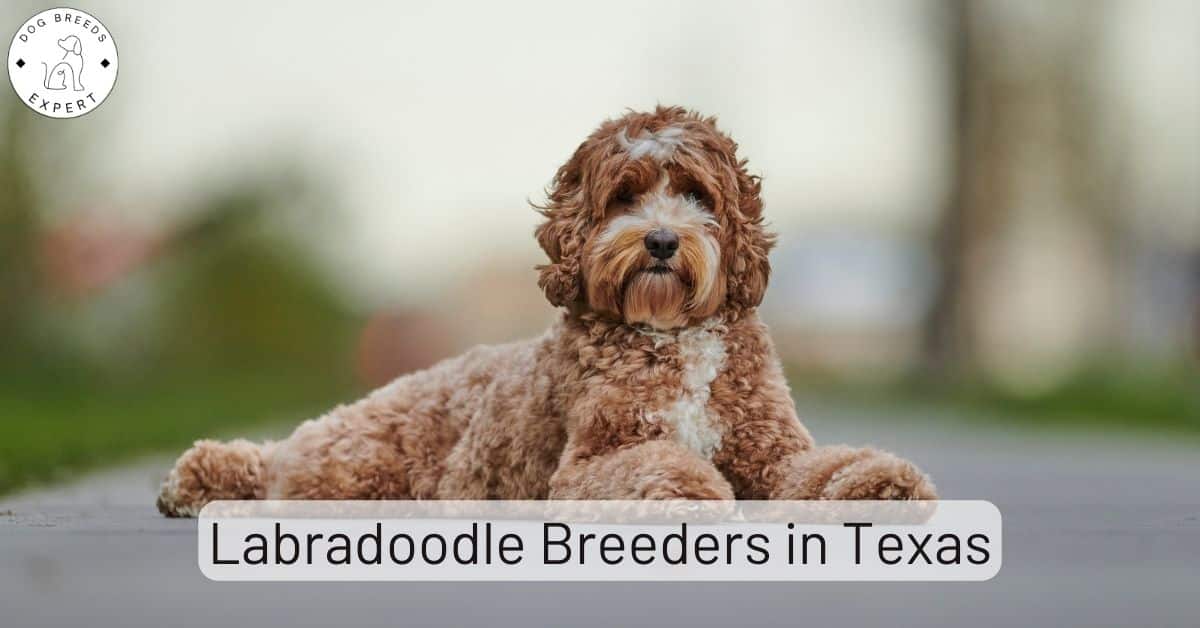 Labradoodle Breeders in Texas [2024] List of 5 Local Breeders