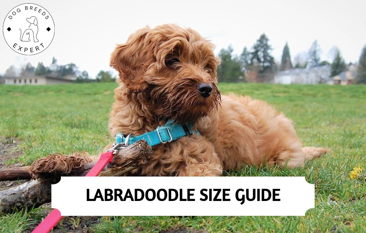 Labradoodle Size How Big Is A Full Grown Labradoodle?
