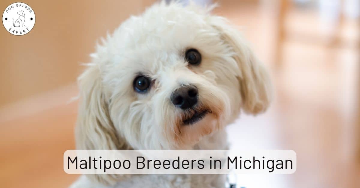 Maltipoo Breeders in Michigan [2024] List of 6 Local Breeders