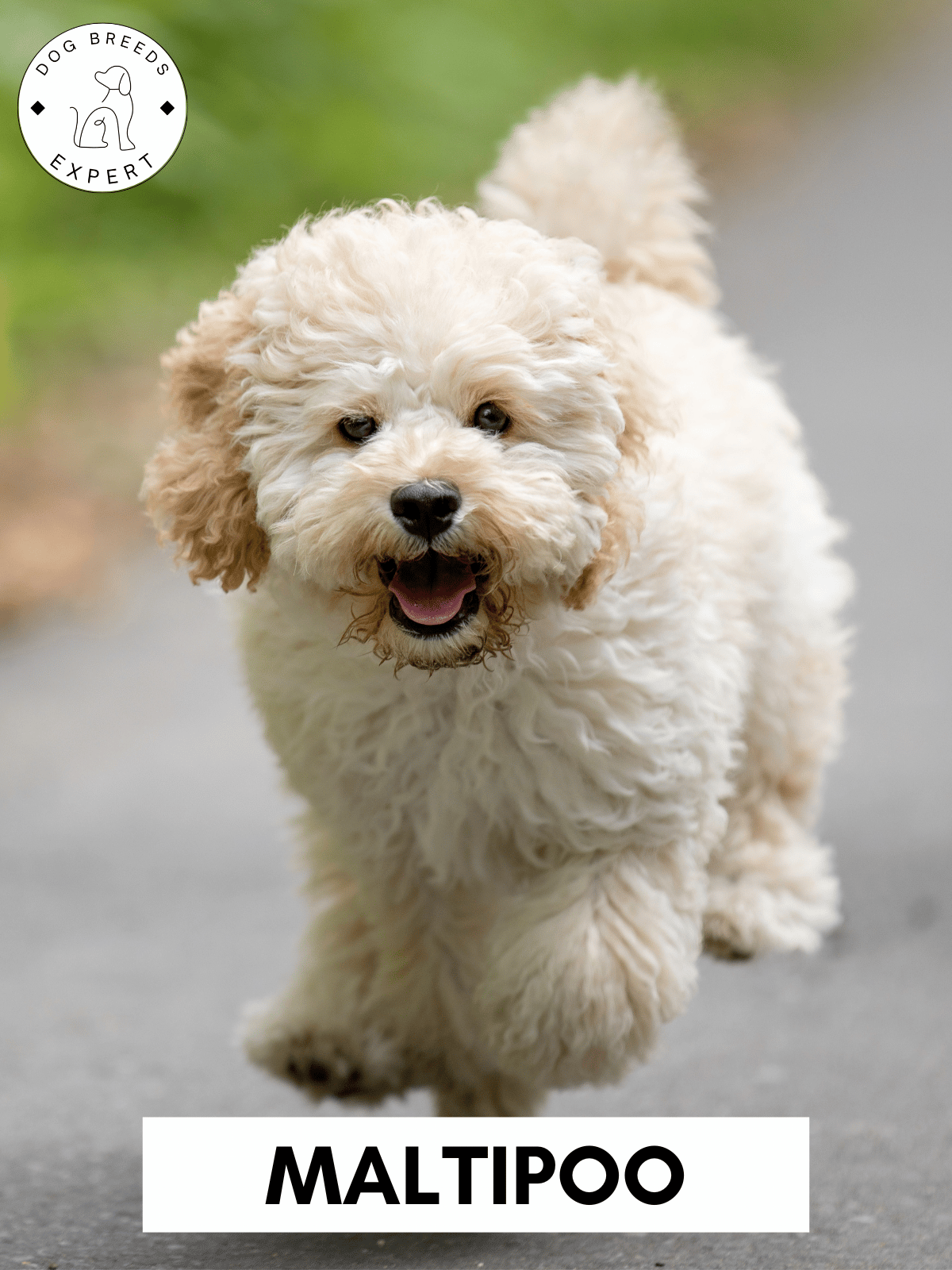 Poodle Mixes - List of the 63 Most Popular Poodle Cross Breeds [2025]
