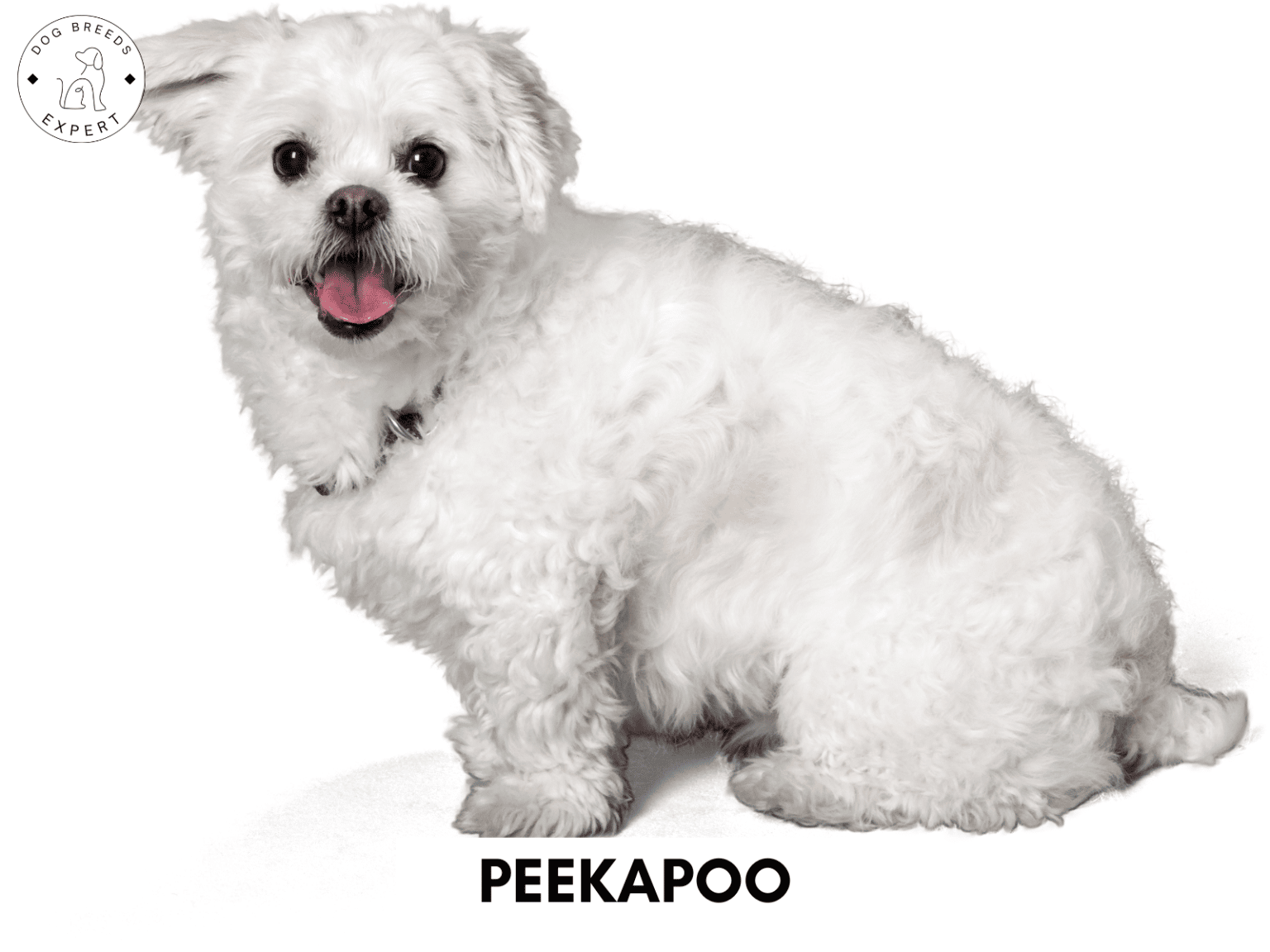 Poodle Mixes - List of the 63 Most Popular Poodle Cross Breeds [2025]