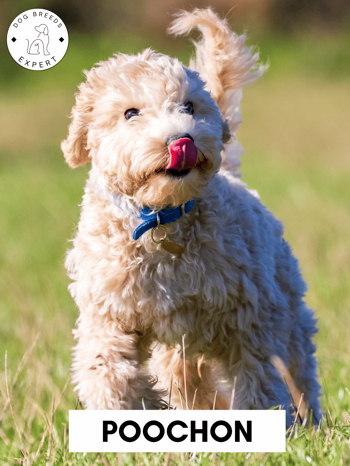 Poodle Mixes - List of the 63 Most Popular Poodle Cross Breeds [2025]