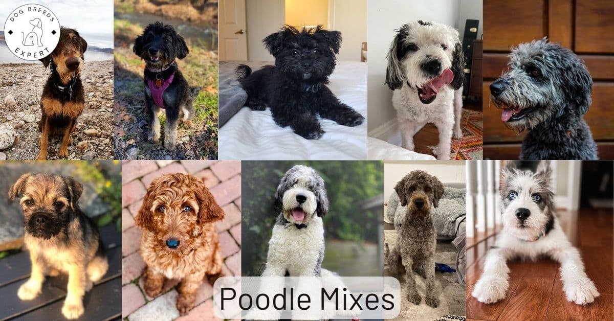 Poodle hybrid best sale breeds