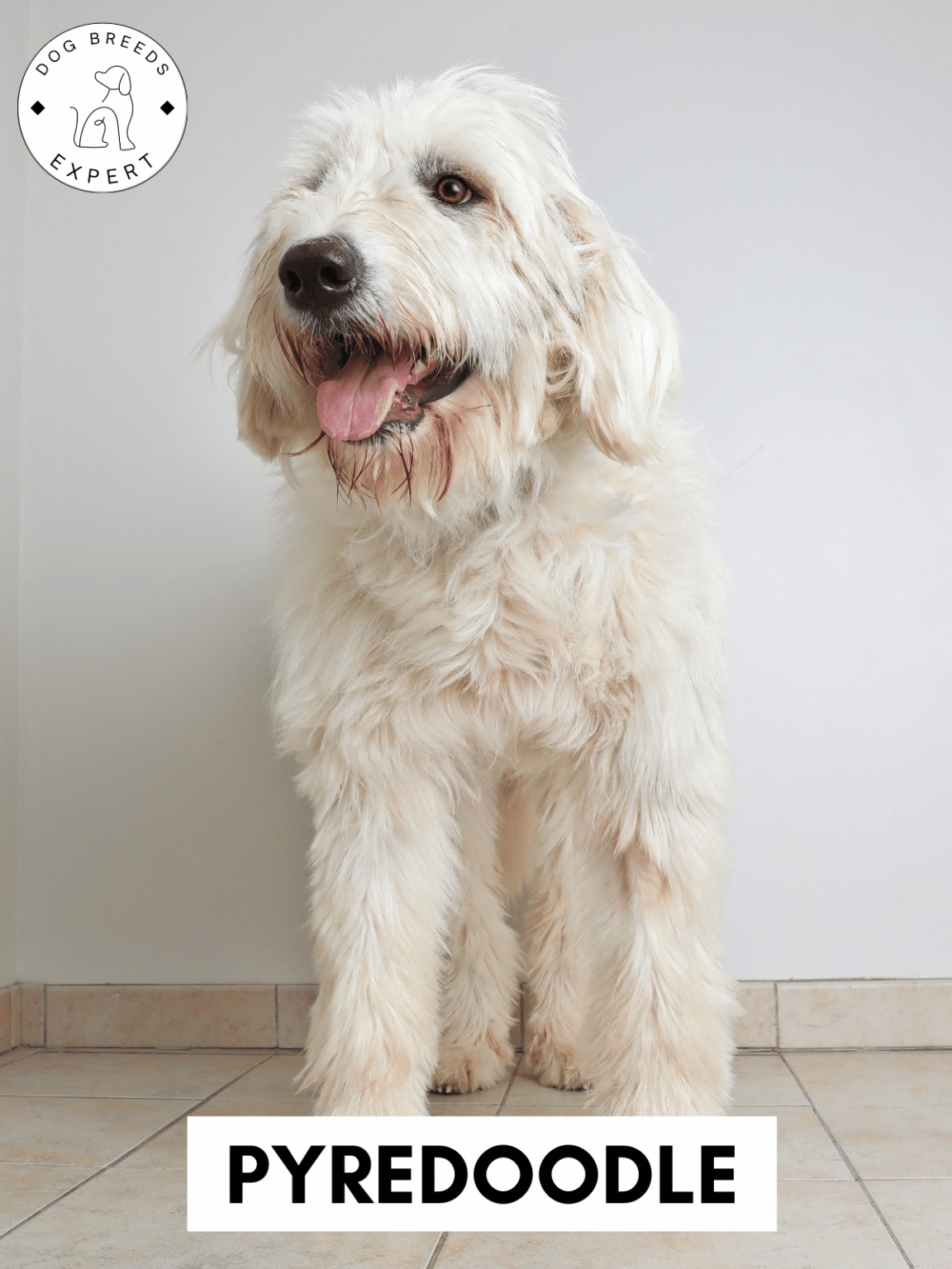 Poodle Mixes - List of the 63 Most Popular Poodle Cross Breeds [2025]