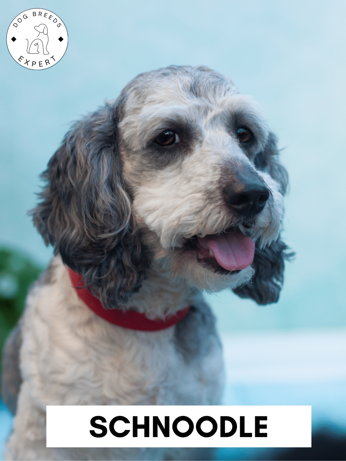 Poodle Mixes List of the 63 Most Popular Poodle Cross Breeds [2024]