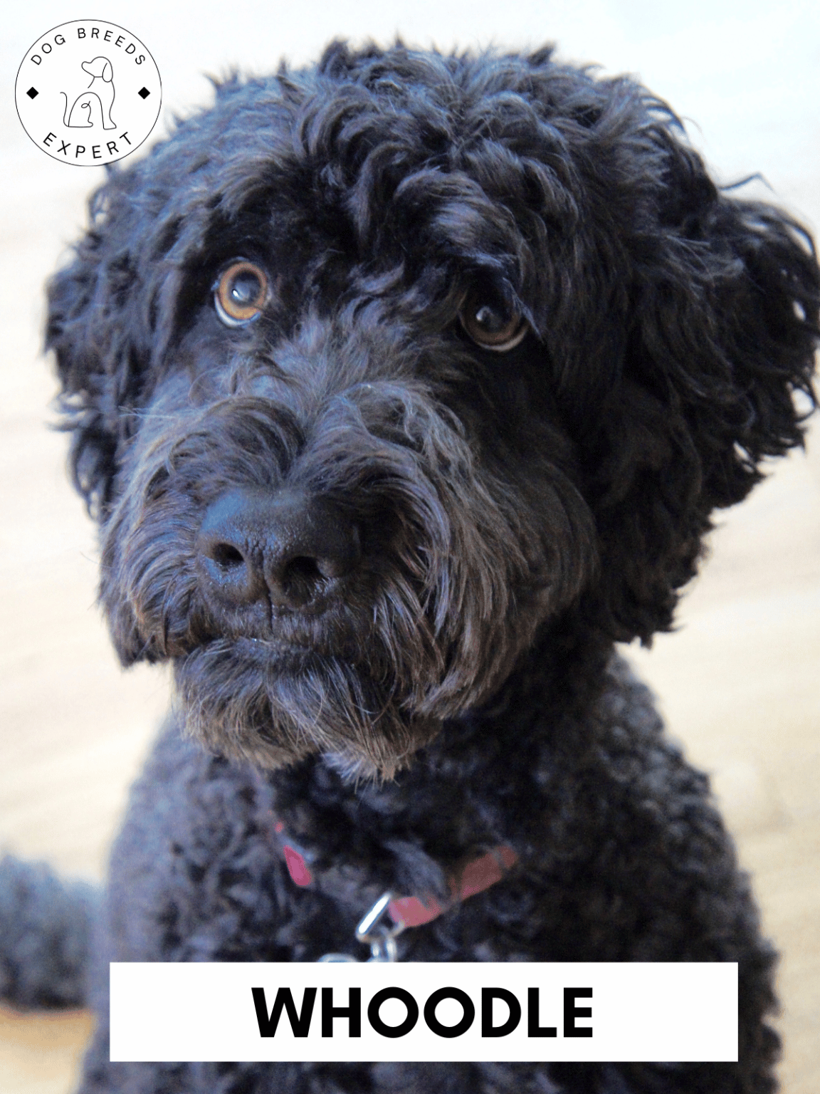 Poodle Mixes - List of the 63 Most Popular Poodle Cross Breeds [2025]