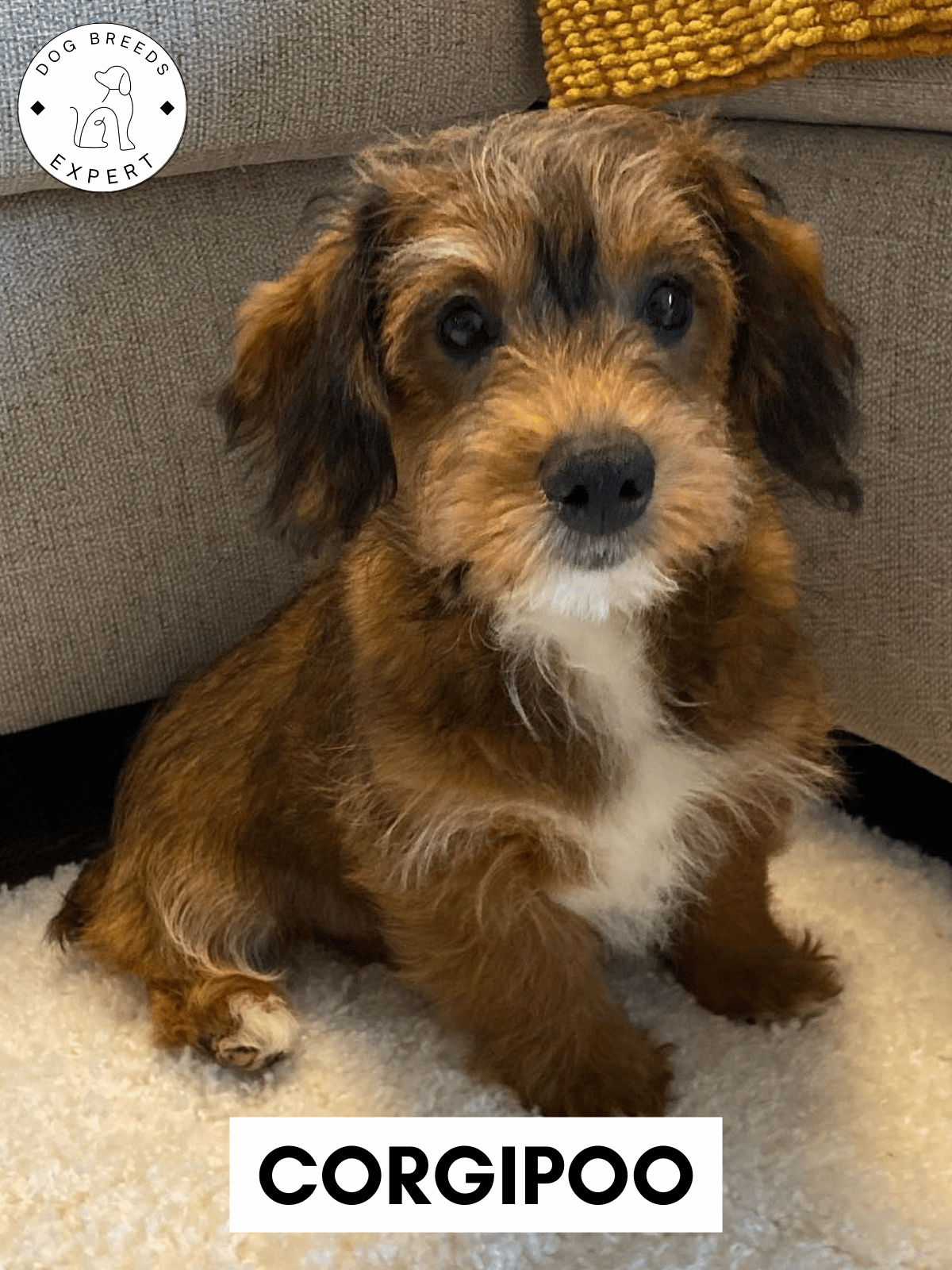 Poodle Mixes - List of the 63 Most Popular Poodle Cross Breeds [2025]