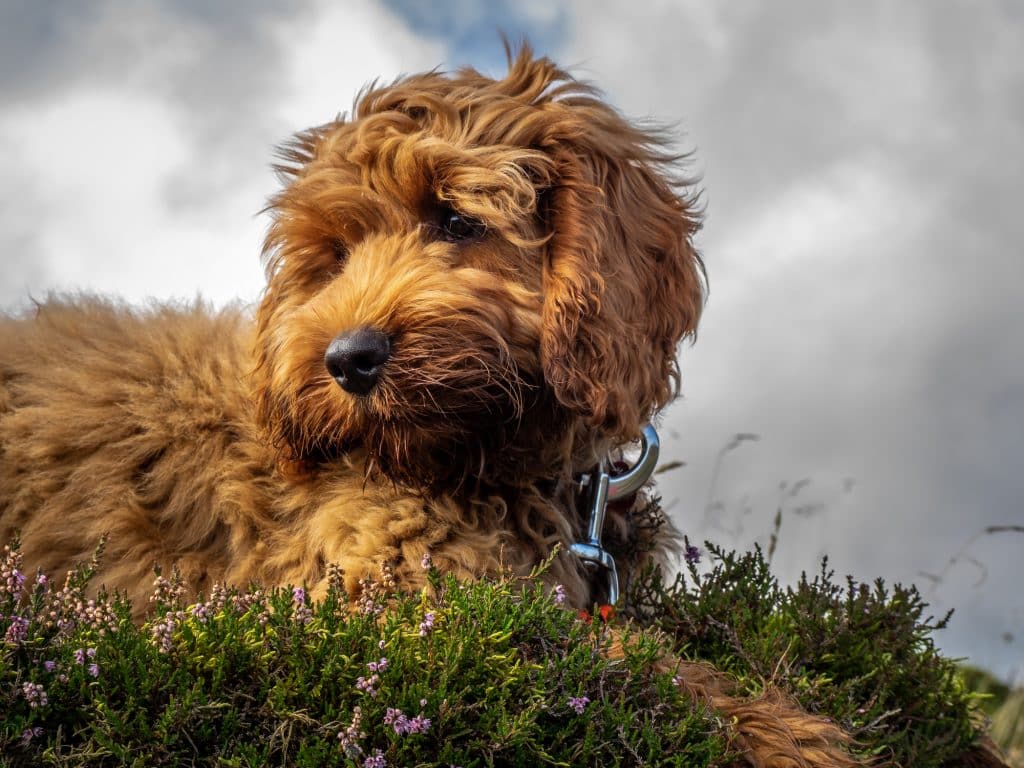 Cockapoo puppy enjoying in North Carolina