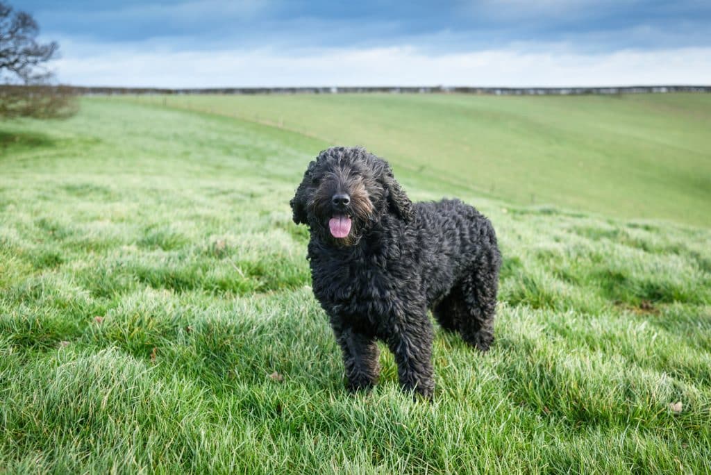 Beautiful black Cockapoo Puppy in Ohio