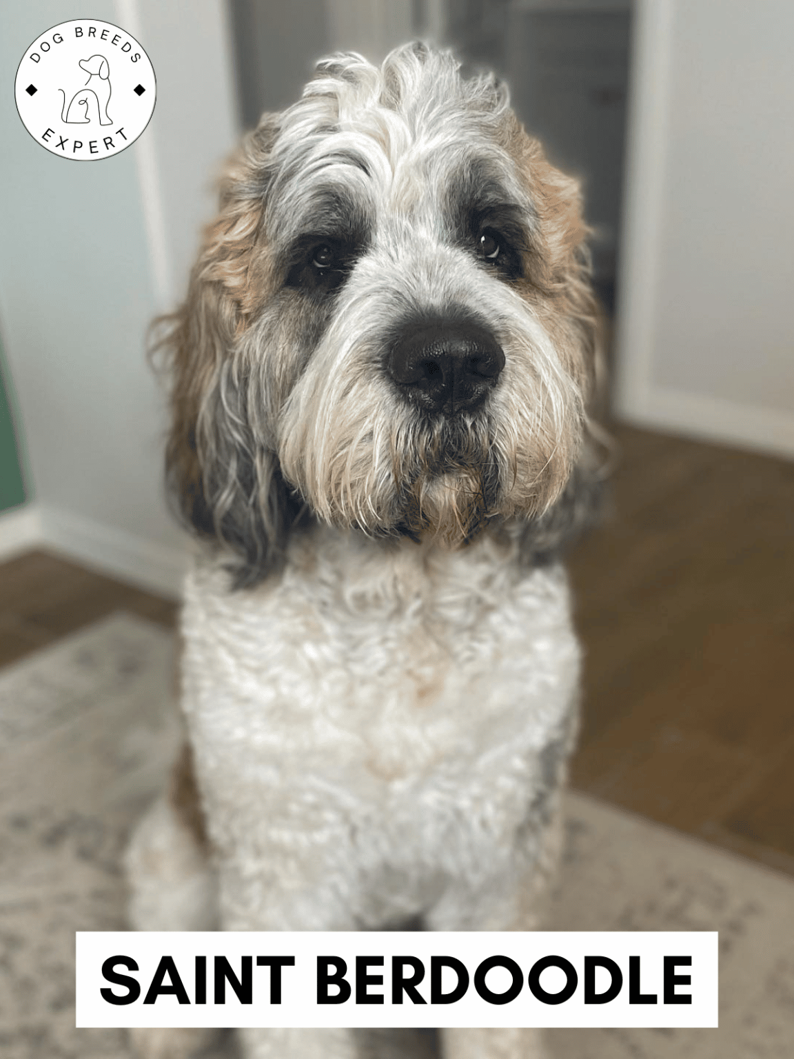 Poodle Mixes - List of the 63 Most Popular Poodle Cross Breeds [2025]