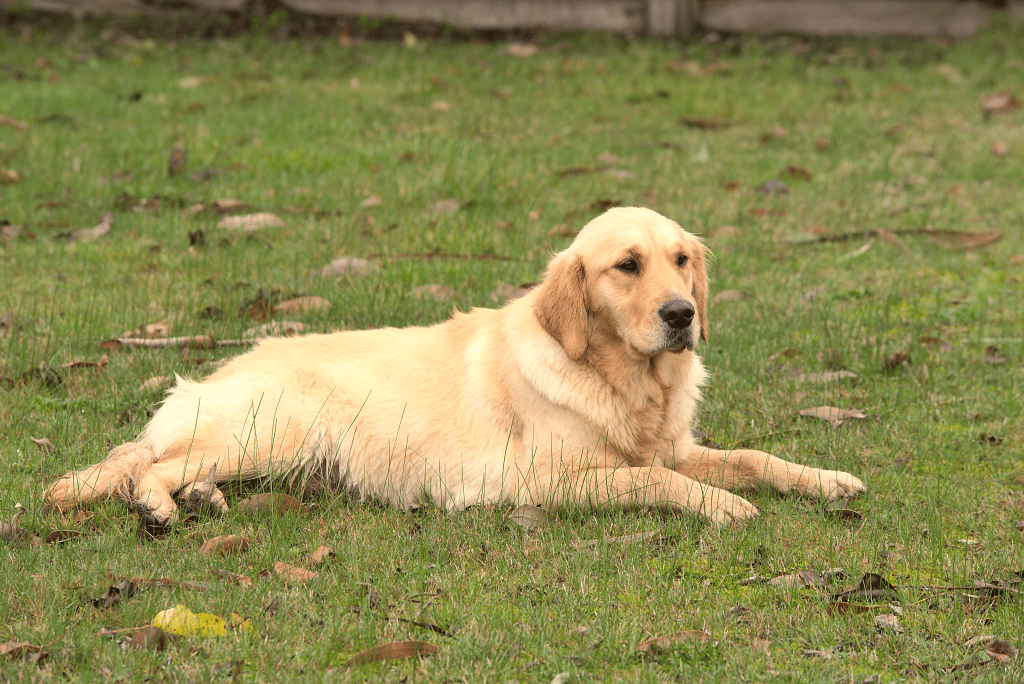 7 Best Golden Retriever Breeders in Australia (2024)