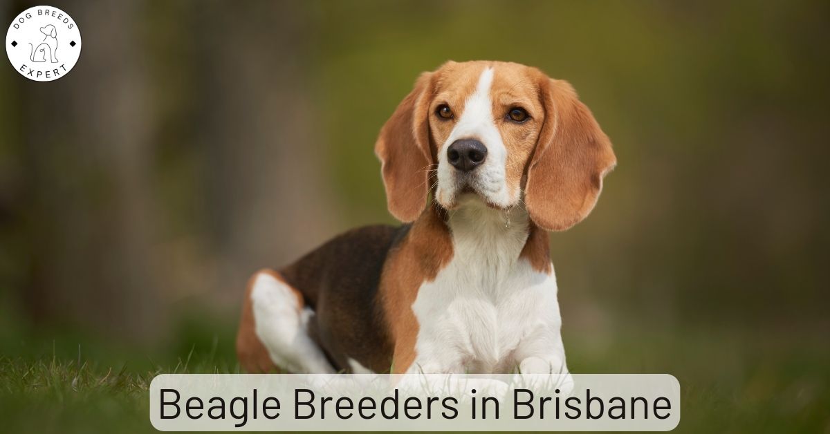 Beagle Breeders in Brisbane List Of 2 Local Breeders