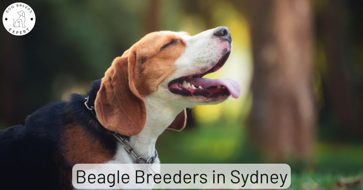 Beagle Breeders in Sydney List Of Local Breeders