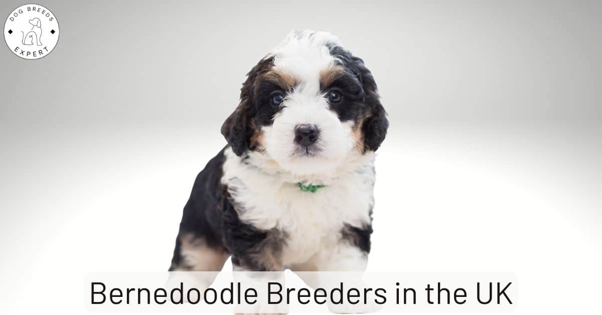 Bernedoodle Breeders in the UK List Of Local Breeders